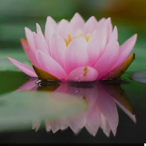 Meet your Posher, Neilda